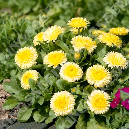 Picture of Calendula - Double Lemon